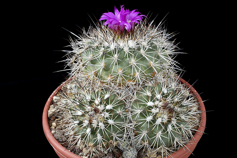 Gimnocactus horripilus D. 12 € 12.00.jpg